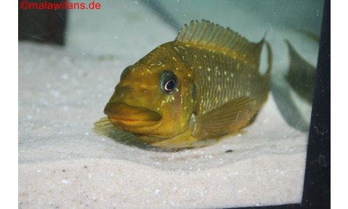 Petrochromis trewavasae